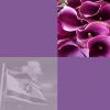 Events Israel